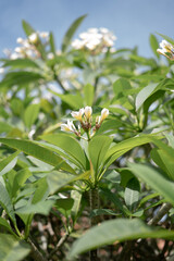 Beautiful Blooming Balinese Frangipani Flower 