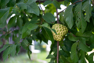 Homegrown Ripe Custard Apple Fruit