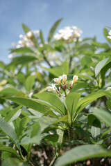 Beautiful Blooming Balinese Frangipani Flower 