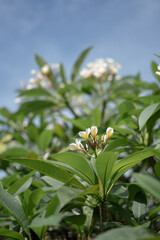 Beautiful Blooming Balinese Frangipani Flower