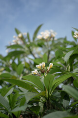 Beautiful Blooming Balinese Frangipani Flower