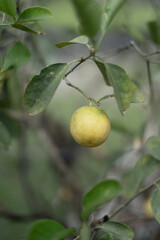 Homegrown Ripe Yellow Lime Lemon 