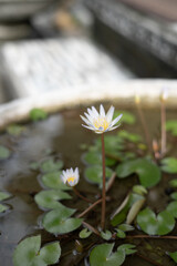 Homegrown Blooming Lotus on Small Pond