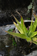 aloe vera plant in water