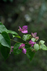 homegrown blossoming bougainvillea plant 
