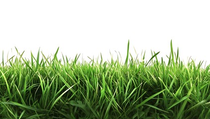 Fototapeta premium Fresh Green Grass Isolated on a White Background