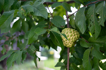 homegrown ripe custard apple 