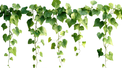 Hanging Ivy Plant Growth Pattern