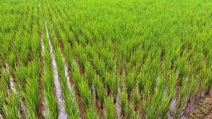 Lush green rice paddy field during the summer