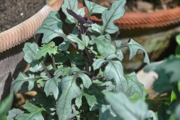 Gynura Aurantiaca Velvet Plant with Jagged Green Leaves and Purple Stems