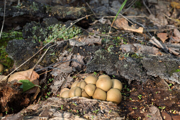 puffball mushrooms (Latin: Lycoperdon) grow on a fallen birch tree among the bark