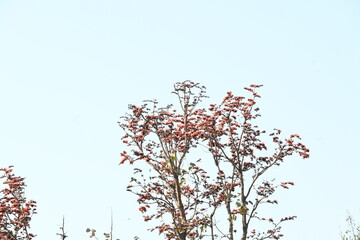 Butea monosperma flowers. It is a  species of Butea native. It is used for timber, resin, fodder,...