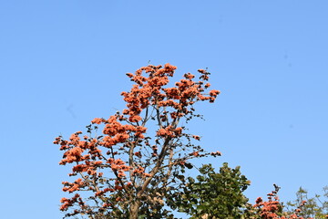 Butea monosperma flowers. It is a  species of Butea native. It is used for timber, resin, fodder, medicine, and dye. Its other names flame of the forest, and bastard teak. Orange Palas flower.