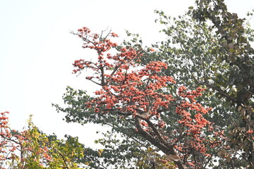 Butea monosperma flowers. It is a  species of Butea native. It is used for timber, resin, fodder, medicine, and dye. Its other names flame of the forest, and bastard teak. Orange Palas flower.