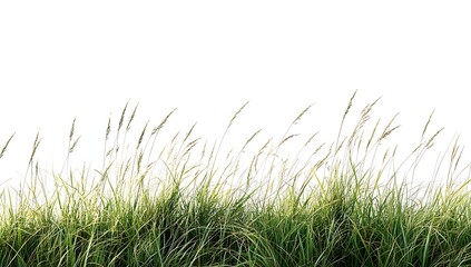 Obraz premium Green Grass on White Background with Natural Light
