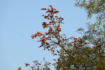 Butea monosperma flowers. It is a  species of Butea native. It is used for timber, resin, fodder, medicine, and dye. Its other names flame of the forest, and bastard teak. Orange Palas flower.