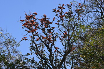 Butea monosperma flowers. It is a  species of Butea native. It is used for timber, resin, fodder, medicine, and dye. Its other names flame of the forest, and bastard teak. Orange Palas flower.