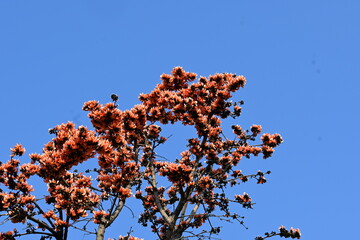 Butea monosperma flowers. It is a  species of Butea native. It is used for timber, resin, fodder,...