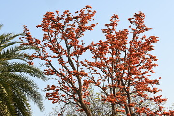 Butea monosperma flowers. It is a  species of Butea native. It is used for timber, resin, fodder,...