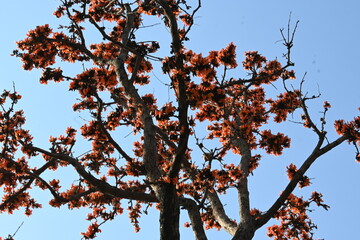 Butea monosperma flowers. It is a  species of Butea native. It is used for timber, resin, fodder, medicine, and dye. Its other names flame of the forest, and bastard teak. Orange Palas flower.
