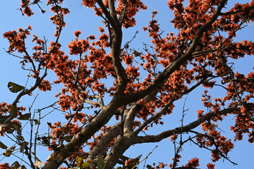 Butea monosperma flowers. It is a  species of Butea native. It is used for timber, resin, fodder, medicine, and dye. Its other names flame of the forest, and bastard teak. Orange Palas flower.