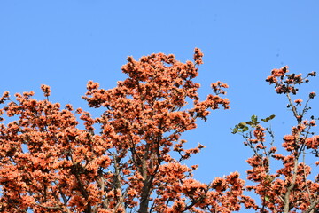 Butea monosperma flowers. It is a  species of Butea native. It is used for timber, resin, fodder, medicine, and dye. Its other names flame of the forest, and bastard teak. Orange Palas flower.