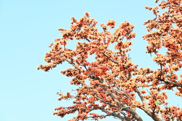 Butea monosperma flowers. It is a  species of Butea native. It is used for timber, resin, fodder,...