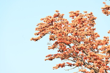 Butea monosperma flowers. It is a  species of Butea native. It is used for timber, resin, fodder,...