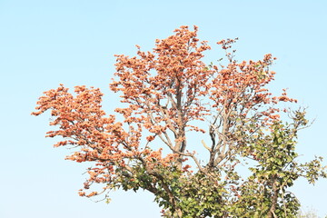 Butea monosperma flowers. It is a  species of Butea native. It is used for timber, resin, fodder, medicine, and dye. Its other names flame of the forest, and bastard teak. Orange Palas flower.