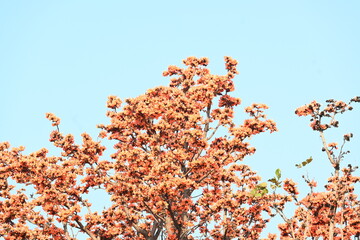 Butea monosperma flowers. It is a  species of Butea native. It is used for timber, resin, fodder,...