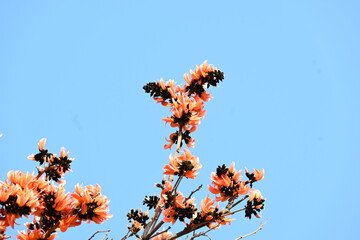 Butea monosperma flowers. It is a  species of Butea native. It is used for timber, resin, fodder,...