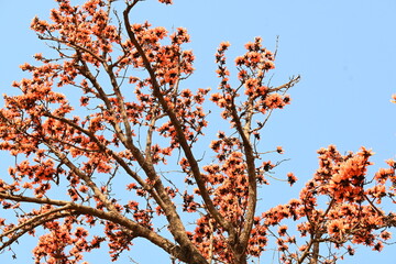 Butea monosperma flowers. It is a  species of Butea native. It is used for timber, resin, fodder,...