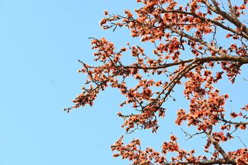 Butea monosperma flowers. It is a  species of Butea native. It is used for timber, resin, fodder,...