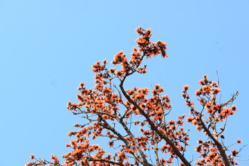 Butea monosperma flowers. It is a  species of Butea native. It is used for timber, resin, fodder, medicine, and dye. Its other names flame of the forest, and bastard teak. Orange Palas flower.