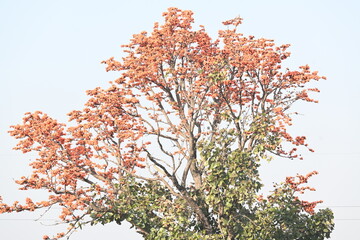 Butea monosperma flowers. It is a  species of Butea native. It is used for timber, resin, fodder, medicine, and dye. Its other names flame of the forest, and bastard teak. Orange Palas flower.