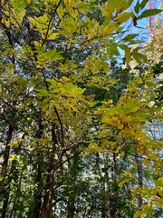 autumn in the forest