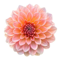 Dahlia flower front view full length isolate on transparency background