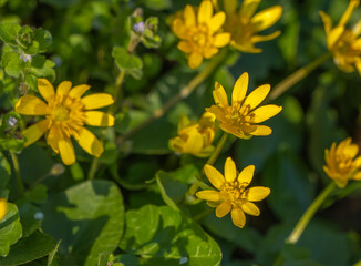 Lesser celandine