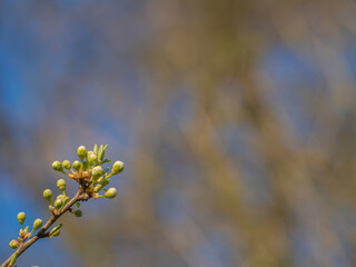 Spring buds