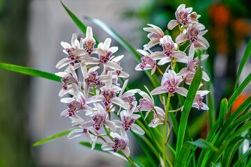 spring flowers in the garden