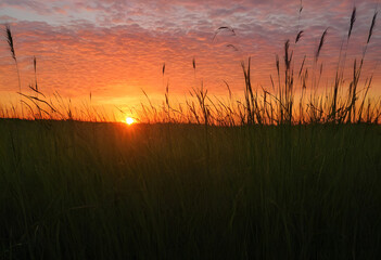 A solitary field of tall grass, silhouetted against the bright hues of a sunset.