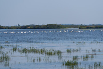 Wetland Landscape with Waterbirds and Aquatic Vegetation