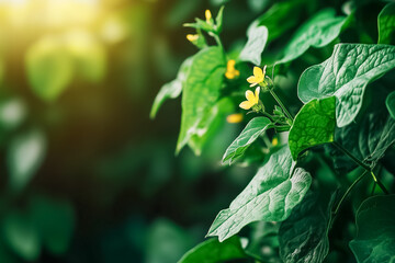 Obraz premium Golden flowers bloom among lush green leaves in sunny garden setting. Warm sunlight illuminates vibrant foliage. Concept of nature, gardening, floral beauty