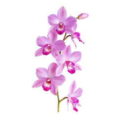 Orchid flower front view full length isolate on transparency background