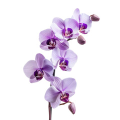 Orchid flower front view full length isolate on transparency background