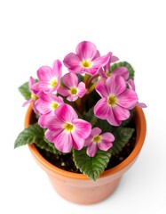 Delicate pink primula blooms in a terracotta pot, isolated on white, isolated, isolated background