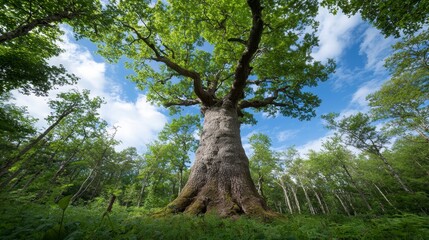 Fototapeta premium Majestic Ancient Oak Tree in Lush Green Forest Summer Sunlight Wide Angle View
