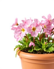 Delicate pink primula blooms in a terracotta pot, isolated on white, isolated, flowerpot, macro