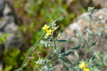 Wavy-leaved Alison flowers
