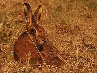 Resting Brown Hare
